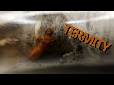 Wideo: Ile kosztuje leczenie termitów?