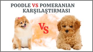 Poodle & Pomeranian Karşılaştırması