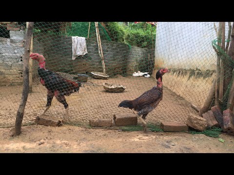 Video #gà_Chọi #Gà_đòn Cách xem gà mái tơ gây dòng và cách... - youtube