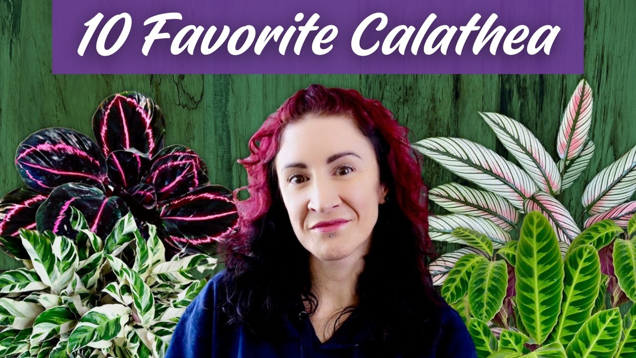 My Top 10 FAVORITE Calathea Plants Revealed