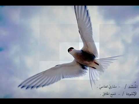 مشاري العفاسي شفيع الخلائق 