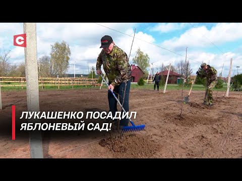 Видео: Мастер-класс от Лукашенко! Как прошёл субботник на малой родине Президента?