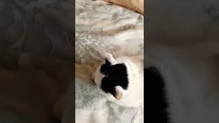 Умка рад что зима пришла