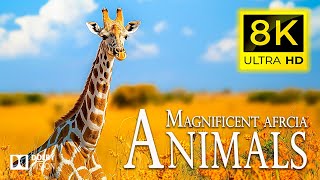 8K Magnnificent Animals Africa 🐾 Discovery Amazing Wil Film with Peaceful Relaxing Piano Music