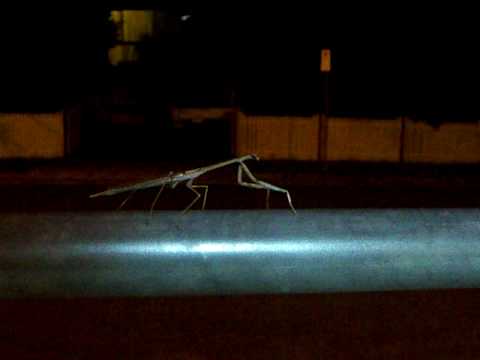 The preying mantis dance