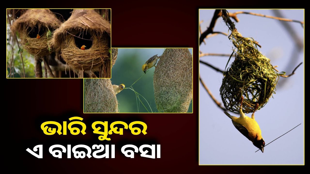 ବାଇ ଚଢ଼େଇର ବସା ନିର୍ମାଣ ଶୈଳୀକୁ ଏବେବି ବୁଝି ପାରିନାହାନ୍ତି ଇଞ୍ଜିନିୟର ||Knews Odisha
