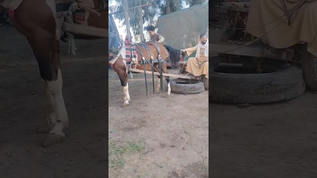 خيل_الشيخ 🐴 المحله الكبرى الطريق السريع واي استفسار ع رقم الهاتف 📞 ٠١٠٩٣٣٢٢٢٠٢