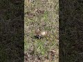 All Creatures Great and Small. #farming #boxturtles #holisticfarming #regenerativeagriculture