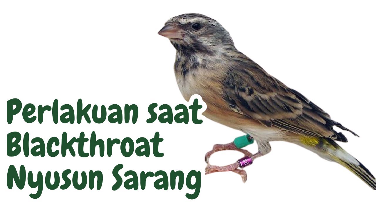Ternak Blacktroat saat Sudah Nyusun Sarang | Trisakti Bird Farm
