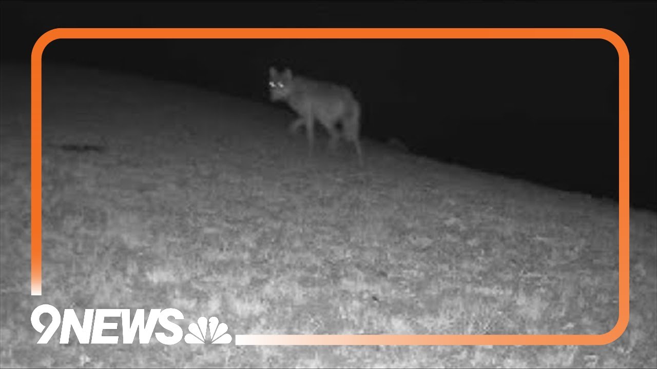 Colorado ranchers can now use nightvision tools to kill wolves YouTube