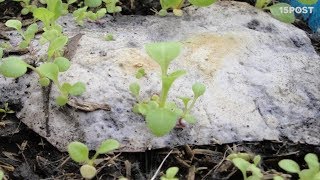 Estos platos biodegradables se pueden sembrar después de usar - 15 POST