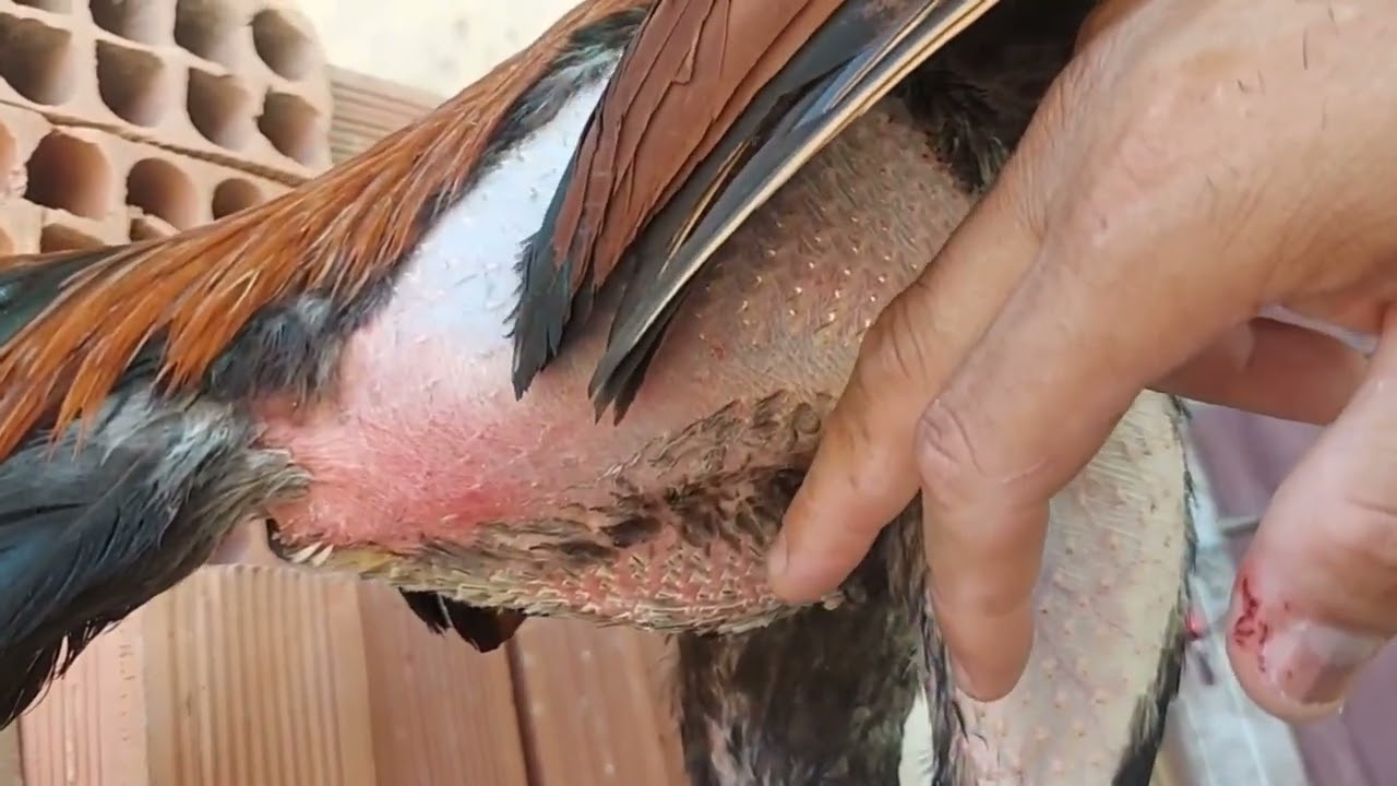 Dicas de tosa para o galo e sua importância.