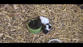 Video I took at greenacres animal park today of baby guinea pigs 