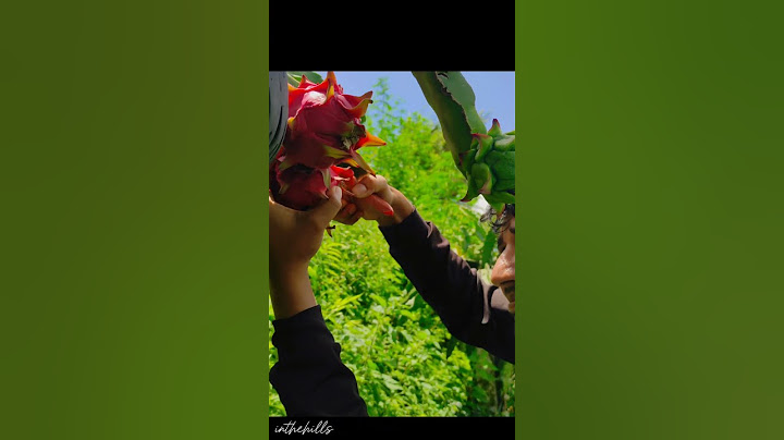 new season starts for dragon fruit #nature #bestdragonfruit #gardening #reddragonfruit