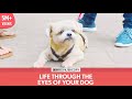 FilterCopy | Life Through The Eyes Of Your Dog | Ft. Rohan Khurana