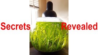 No Filter No CO2 No Ferts Bowl - EXPLAINED and How to be SUCCESSFUL (almost NO algae) & Maintenance