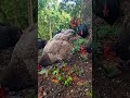 take a second for yourself #chickens #fertileeggs #relaxing #peaceful