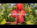 Абрикос Приция (Pricia) persikovod.com