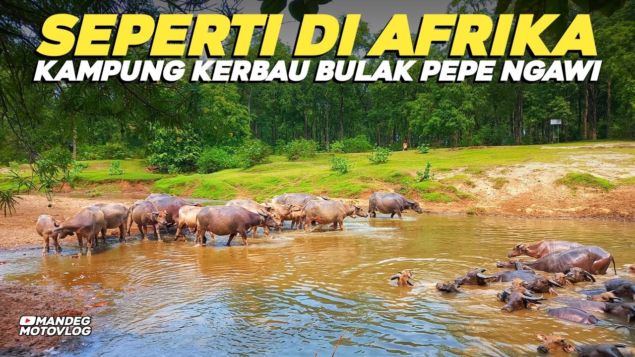 Seperti di Alam Liar Afrika, Uniknya Kampung Kerbau Bulak Pepe Ngawi