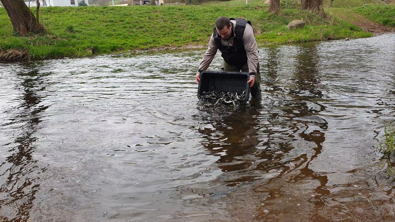 AKCJA RATOWANIA PSTRĄGA POTOKOWEGO