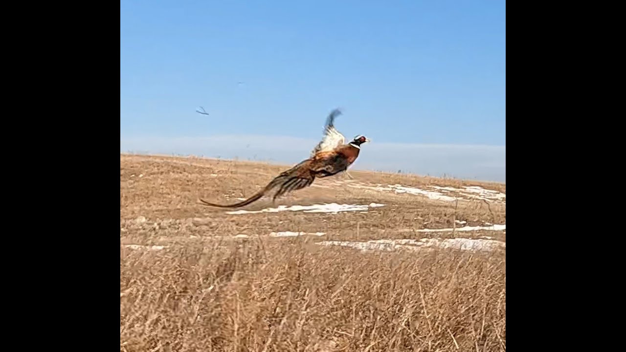Традиция празднования Рождества - Охота на фазанов на общедоступных землях Южной Дакоты, 2025 год.