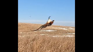 Christmas Eve Tradition - SD Pheasant Hunting Public Land 2025
