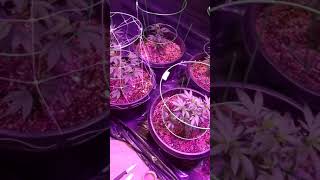 2021 indoor grow update