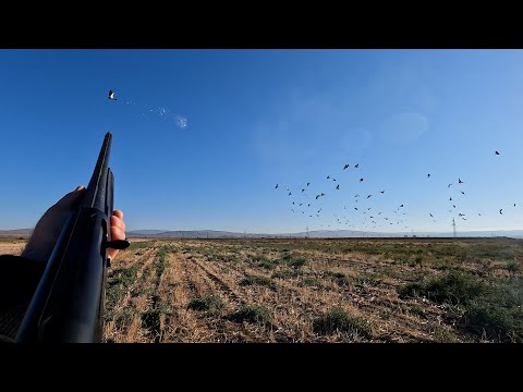 ნადირობა გარეულ მტრედზე ნაყოფიერი შედეგით