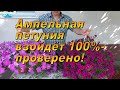 Сеем ампельную петунию. Как посеять петунию и получить отличные всходы.