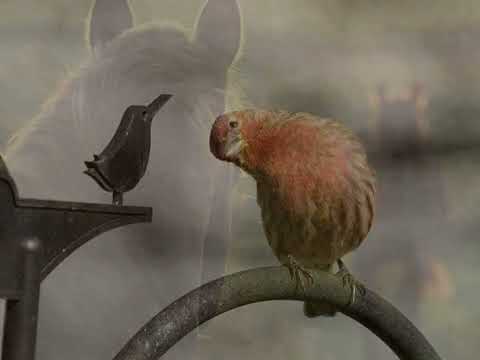 يا قلب رائد عبداللطيف