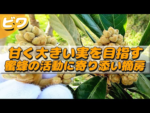 甘い無農薬ビワ 20年栽培 ビワの摘房 甘くて大きな実を目指して【無農薬・有機栽培】 - YouTube