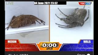 Sabong International Spider | Trial kilatis in 12 fights | #1