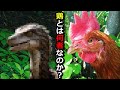 ニワトリだと思って大事に育てていたペットの正体…【鶏飼育】#46