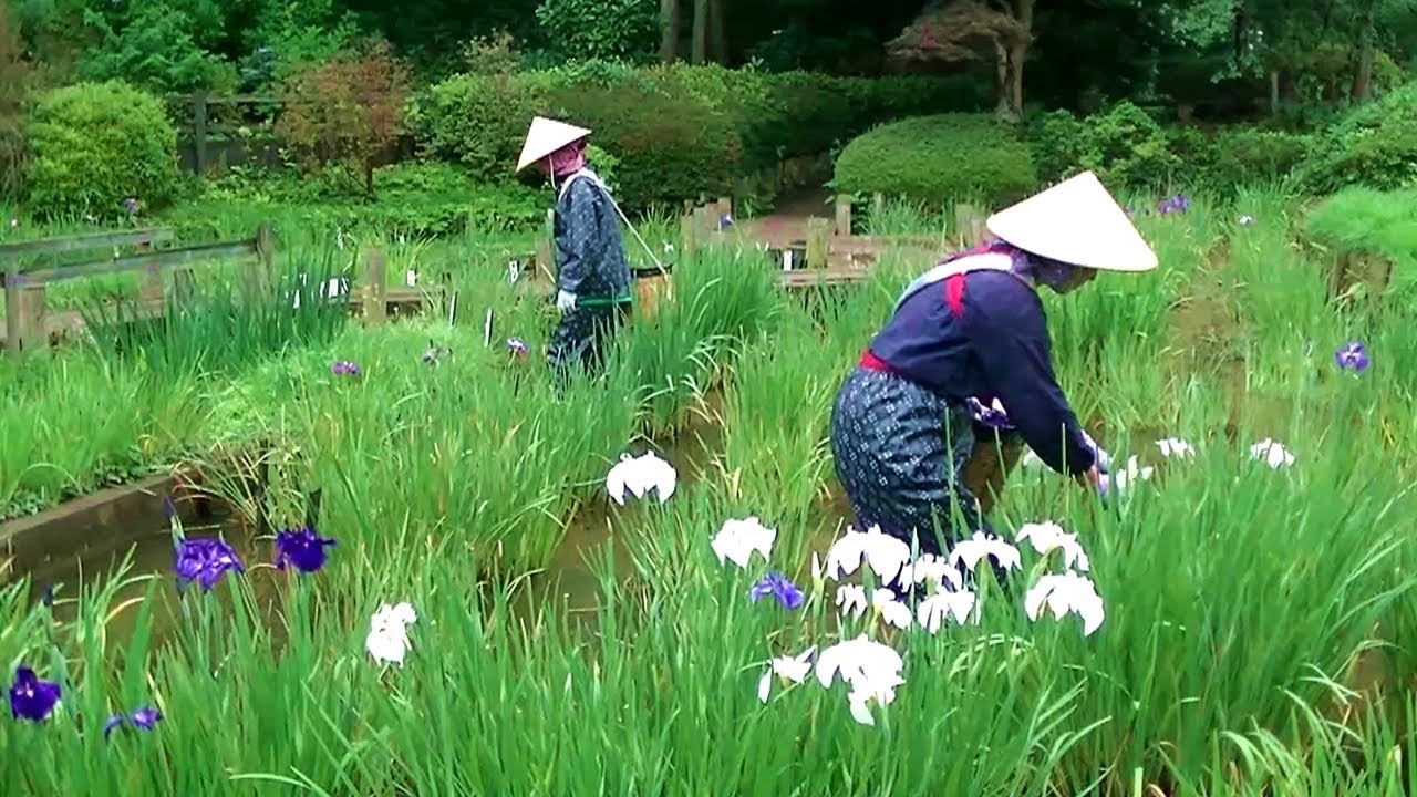 Tokyo Japan movie】Scenery picking up irises [Full HD] 町田市 薬師