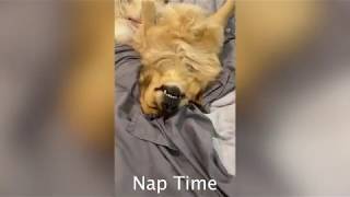 TikTok Greatest Hits Part 1 - Golden Retriever Life by Ellie Golden Life 13,287 views 3 years ago 2 minutes, 20 seconds