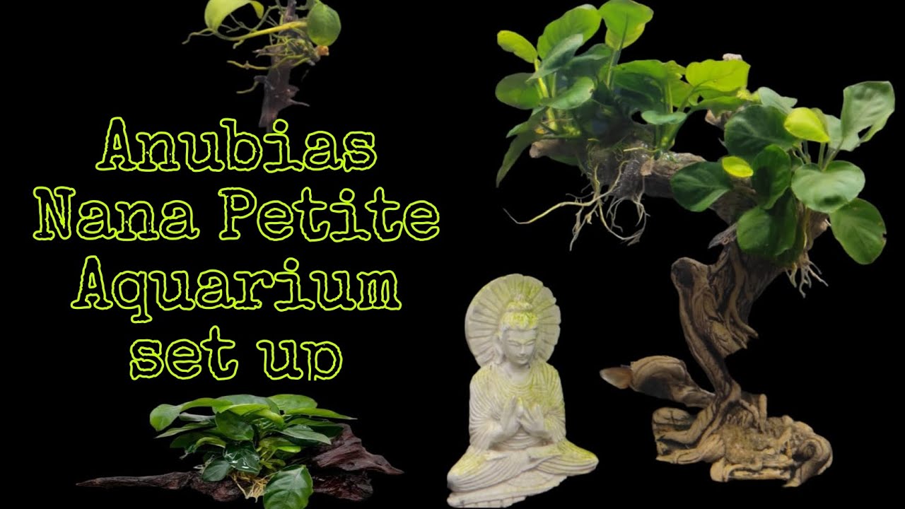 Aquarium Set up With Anubias Nana petite Plant Live Planted Fish Tank