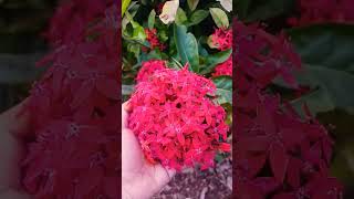 ❤️😍✨️#red#ixora#anisridiaries