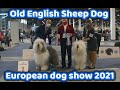 Old English Sheep Dog European dog show 2021