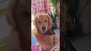 Handsome boy Joey😎🥰#shorts #dog #pets #youtubeshorts #goldenretriever 🥰🧿❤️