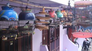FREE SHIPPING! LOCAL DOVE SELLER IN BEKASI