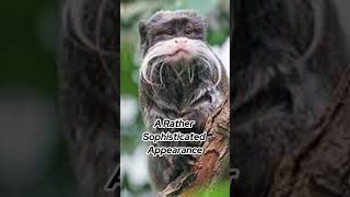 Discover The Majestic Bearded Emperor Tamarin A Primates Tale