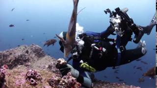 diver4 29fps 2000kbps 1080p mp4