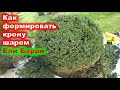 Формируем шарообразную крону ели