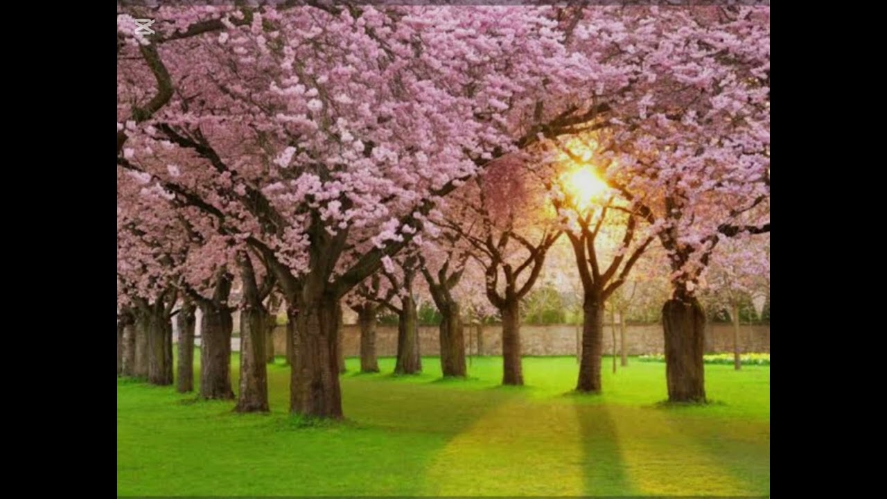 Bahor qaytib kelar.....