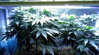 PissDrunx0420 Mars LED Grow: S2:E11 Dark Dragon SCROG Prep, ThunderHaze Auto Harvest
