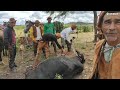 Pega de boi na fazenda rio do peixe,com a turma do gibão