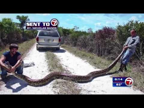 2 hunters catch 15-foot python in Everglades