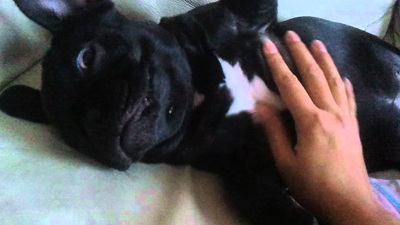 Lady My french bulldog loves massage YouTube