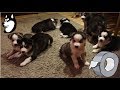 Siberian Husky Puppies Reacting To Sellotape Sound (2017)