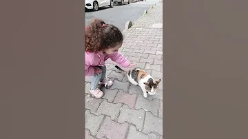 القطة المشمشية حلوة بس شقية Shortsvideo Funny اكسبلور 